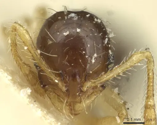 Monomorium strangulatum specimen CASENT0913856 image casent0913856_2