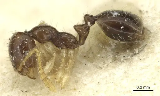 Monomorium strangulatum specimen CASENT0913856 image casent0913856_3