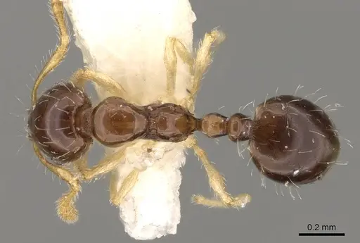 Monomorium strangulatum specimen CASENT0914388 image casent0914388_1