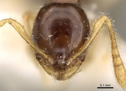 Monomorium strangulatum specimen CASENT0914388 image casent0914388_2