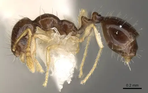 Monomorium strangulatum specimen CASENT0914388 image casent0914388_3