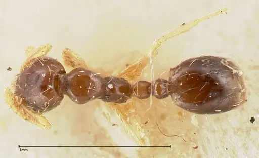 Monomorium strangulatum specimen FOCOL0419 image focol0419_1