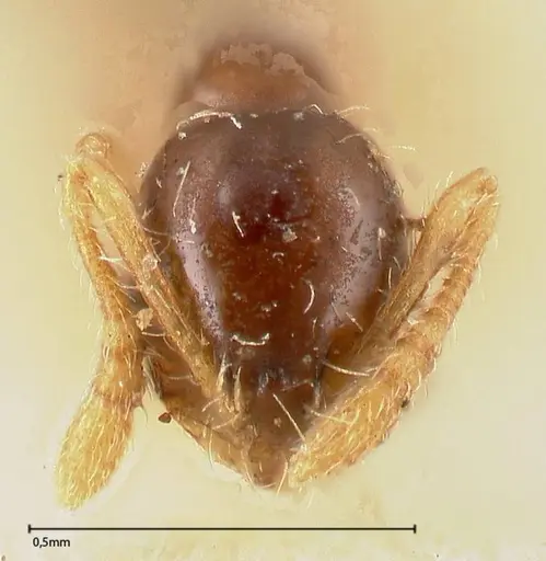 Monomorium strangulatum specimen FOCOL0419 image focol0419_2
