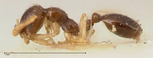 Monomorium strangulatum specimen FOCOL0419 image focol0419_3