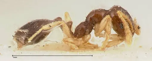Monomorium strangulatum specimen FOCOL0419 image focol0419_4