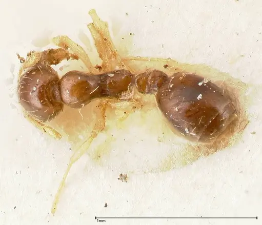Monomorium strangulatum specimen FOCOL0420-1 image focol0420-1_1