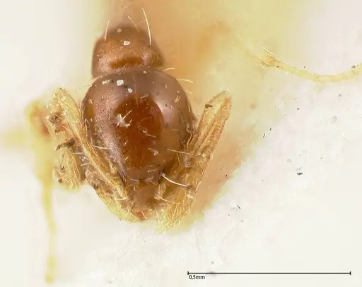 Monomorium strangulatum specimen FOCOL0420-1 image focol0420-1_2