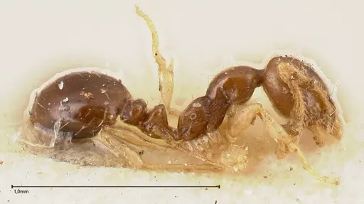 Monomorium strangulatum specimen FOCOL0420-1 image focol0420-1_3