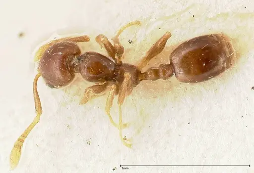 Monomorium strangulatum specimen FOCOL0420-2 image focol0420-2_1