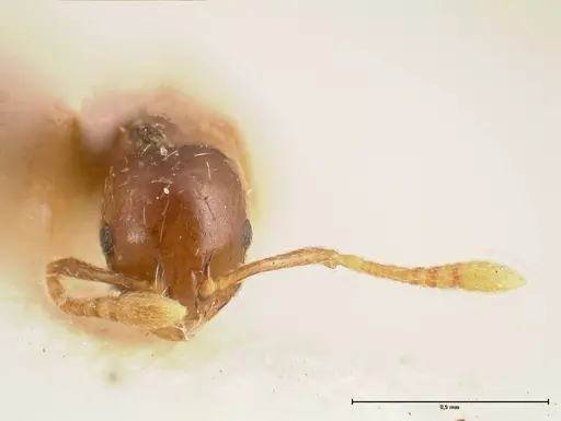 Monomorium strangulatum specimen FOCOL0420-2 image focol0420-2_2