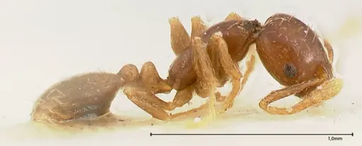 Monomorium strangulatum specimen FOCOL0420-2 image focol0420-2_3