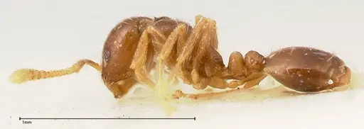 Monomorium strangulatum specimen FOCOL0420-2 image focol0420-2_4