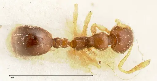Monomorium strangulatum specimen FOCOL0420-3 image focol0420-3_1