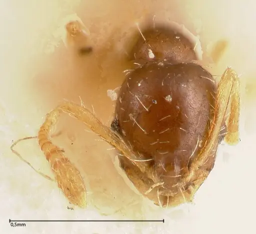 Monomorium strangulatum specimen FOCOL0420-3 image focol0420-3_2