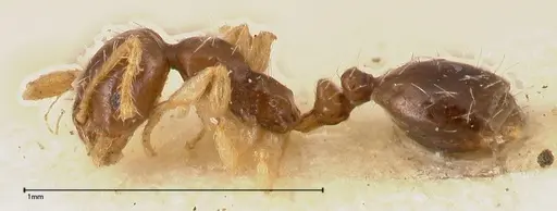 Monomorium strangulatum specimen FOCOL0420-3 image focol0420-3_3