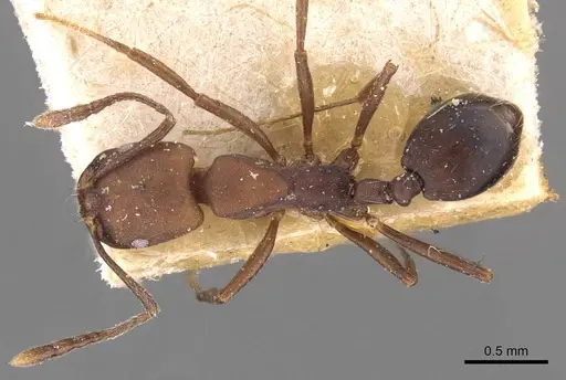 Monomorium subdentatum specimen CASENT0908745 image casent0908745_1