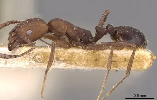Monomorium subdentatum specimen CASENT0908745 image casent0908745_3