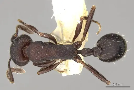 Monomorium subdentatum specimen CASENT0914159 image casent0914159_1