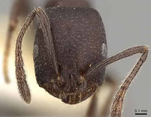 Monomorium subdentatum specimen CASENT0914159 image casent0914159_2
