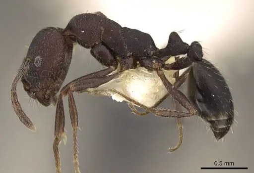 Monomorium subdentatum specimen CASENT0914159 image casent0914159_3