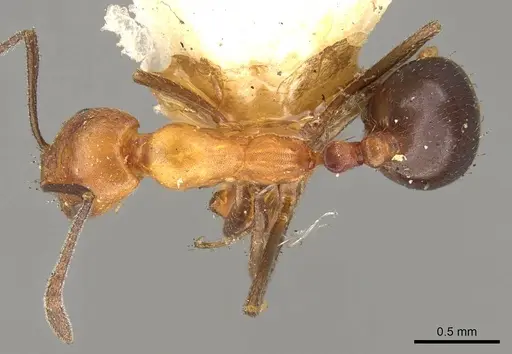 Monomorium subdenticorne specimen CASENT0914318 image casent0914318_1
