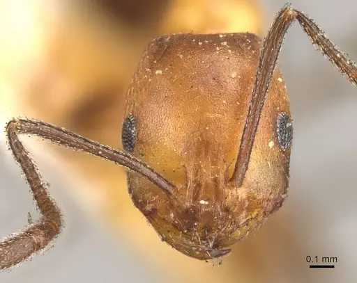 Monomorium subdenticorne specimen CASENT0914318 image casent0914318_2