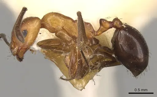 Monomorium subdenticorne specimen CASENT0914318 image casent0914318_3