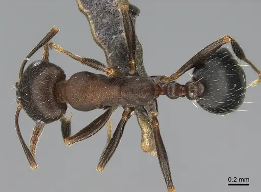 Monomorium subopacum specimen ANTWEB1041896 image antweb1041896_1