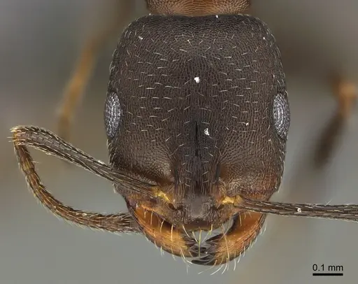 Monomorium subopacum specimen ANTWEB1041896 image antweb1041896_2