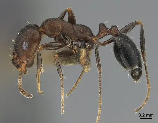 Monomorium subopacum specimen ANTWEB1041896 image antweb1041896_3
