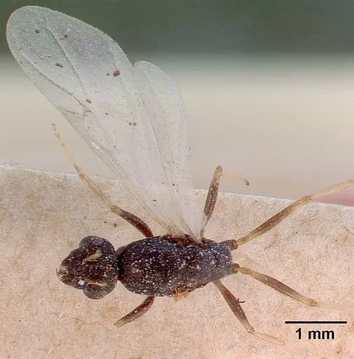 Monomorium subopacum specimen CASENT0010820 image casent0010820_1