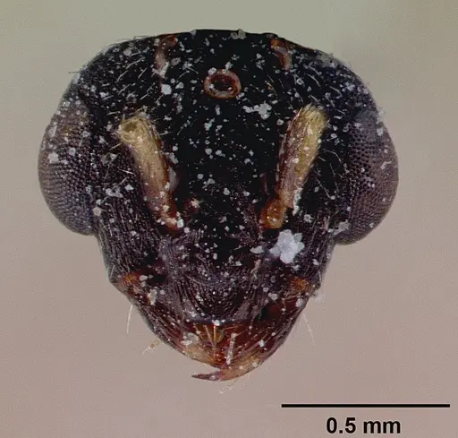 Monomorium subopacum specimen CASENT0010820 image casent0010820_2