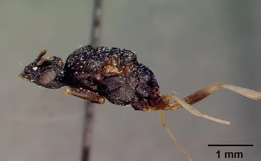 Monomorium subopacum specimen CASENT0010820 image casent0010820_3