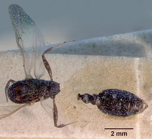 Monomorium subopacum specimen CASENT0010821 image casent0010821_1