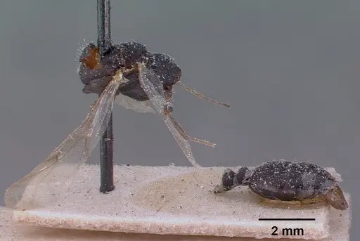 Monomorium subopacum specimen CASENT0010821 image casent0010821_3