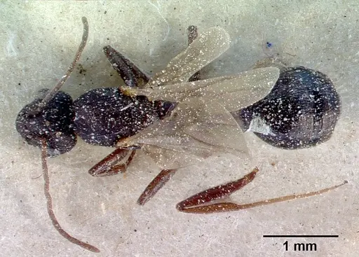 Monomorium subopacum specimen CASENT0010823 image casent0010823_1