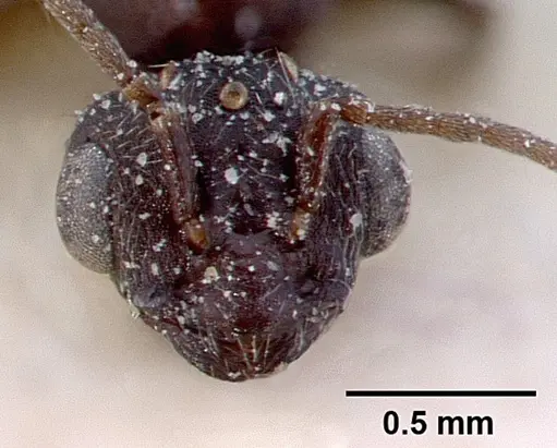Monomorium subopacum specimen CASENT0010823 image casent0010823_2