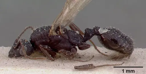 Monomorium subopacum specimen CASENT0010823 image casent0010823_3