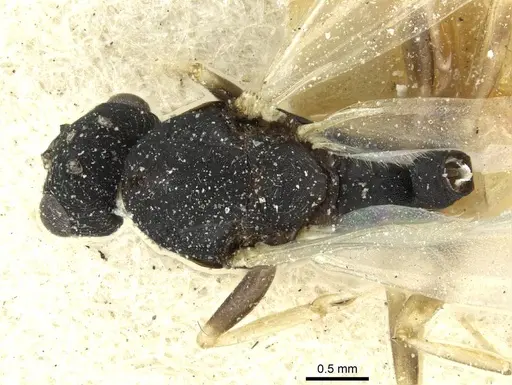 Monomorium subopacum specimen CASENT0010881 image casent0010881_1