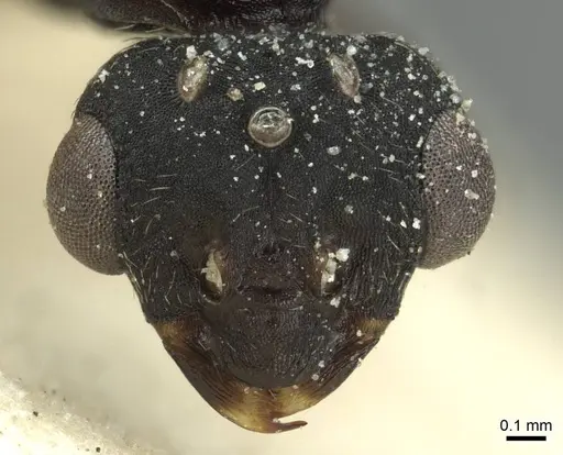 Monomorium subopacum specimen CASENT0010881 image casent0010881_2