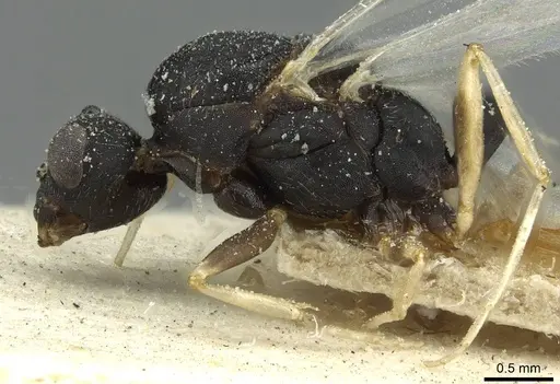 Monomorium subopacum specimen CASENT0010881 image casent0010881_3