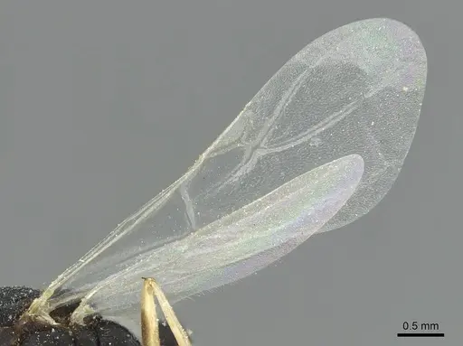 Monomorium subopacum specimen CASENT0010881 image casent0010881_4