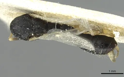 Monomorium subopacum specimen CASENT0010892 image casent0010892_1
