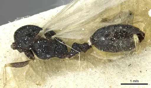 Monomorium subopacum specimen CASENT0010892 image casent0010892_2