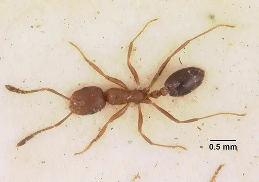 Monomorium subopacum specimen CASENT0010949 image casent0010949_1