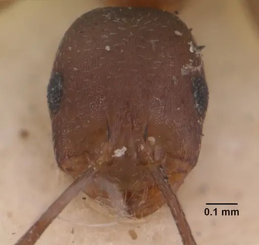 Monomorium subopacum specimen CASENT0010949 image casent0010949_2