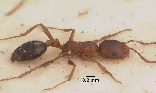 Monomorium subopacum specimen CASENT0010949 image casent0010949_3