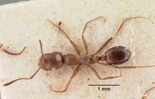 Monomorium subopacum specimen CASENT0010950 image casent0010950_1