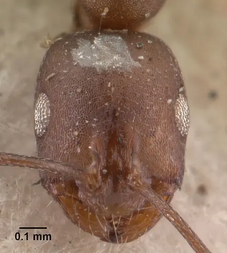 Monomorium subopacum specimen CASENT0010950 image casent0010950_2