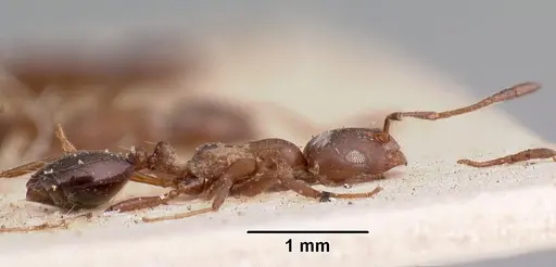 Monomorium subopacum specimen CASENT0010950 image casent0010950_3